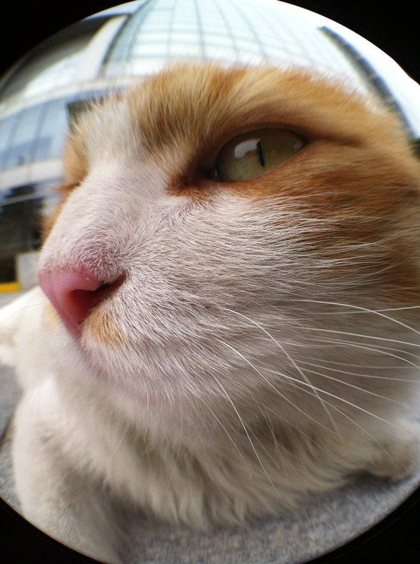 1464165714603574.jpg 鱼眼_副本.jpg
